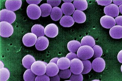 Staphylococcus_aureus_VISA_2