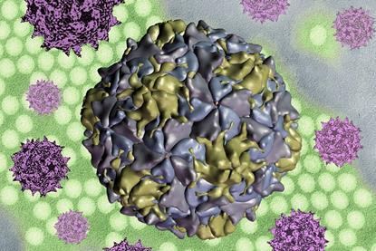 Polio_Virus_-_52288060159