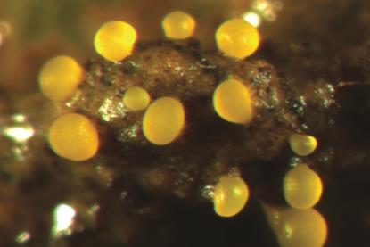 Myxococcus_xanthus