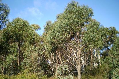 Eucalyptus_olida_woodland1