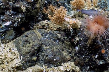 Low-Res_Coral PR Image 1