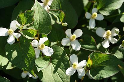Houttuynia-cordata-1