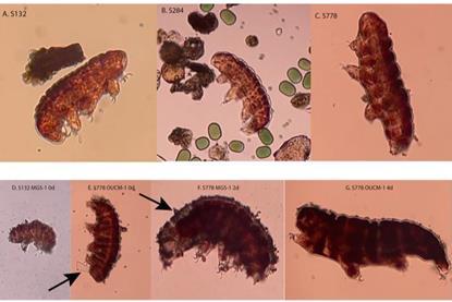 Low-Res_Tardigrades_Before_After