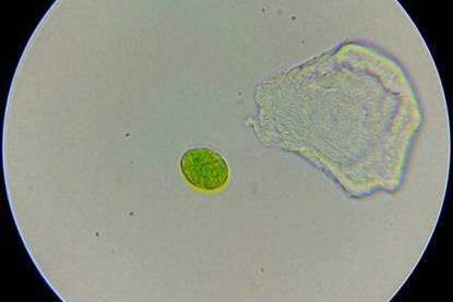 Tetraselmis_suecica_01