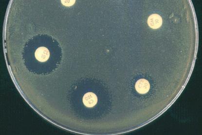 Ab_Acinetobacter_B_1