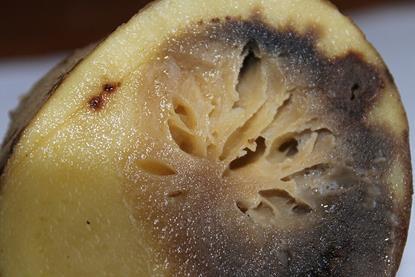 Phytophthora_infestans_5611