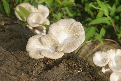 Lentinus_squarrosulus_7870