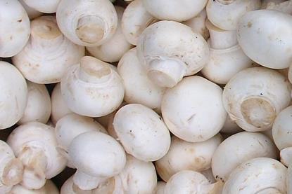 Agaricus_bisporus_Zuchtchampignon2