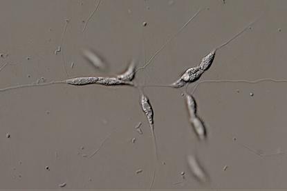 Protist_labyrinthula_1000_Maple_Ferryman