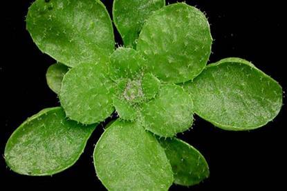 Arabidopsis_thaliana_rosette