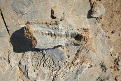 Low-Res_09_geowiss_geomikrobio_mikroorganismen_01