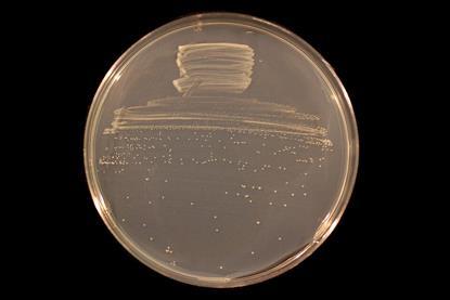 Bradyrhizobium_diazoefficiens_USDA_110_on_TY_agar