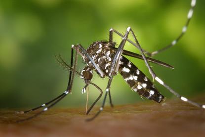 CDC-Gathany-Aedes-albopictus-1