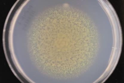 Flavobacterium johnsoniae colony