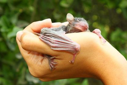 Egyptian_fruit_bat_baby