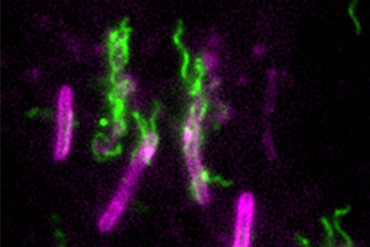 Flagellar Toxicity image