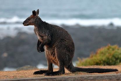 960px-Wallaby_(24385890295)