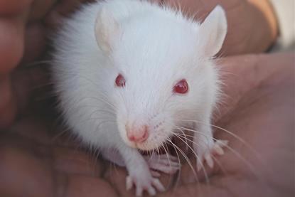 pexels-choco-virat-1244738-6552969