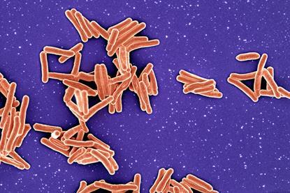 Mycobacterium tuberculosis_Bacteria