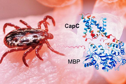 Low-Res_tularemia-asu-news