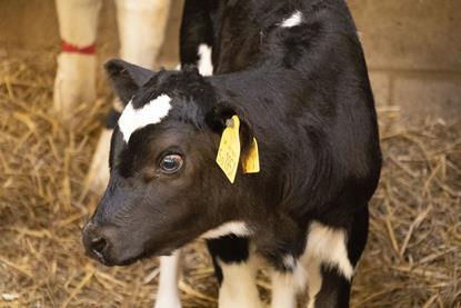 Calf_Royal Veterinary College