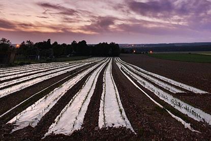 Corn_culture_(31275801083)