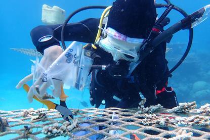 Dr Paige Strudwick sampling coral from the nursery
