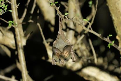 Cardioderma_cor_466457192