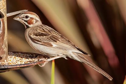 Lark_Sparrow_at_a_bird_feeder,_Los_Angeles,_California_(50035832171)