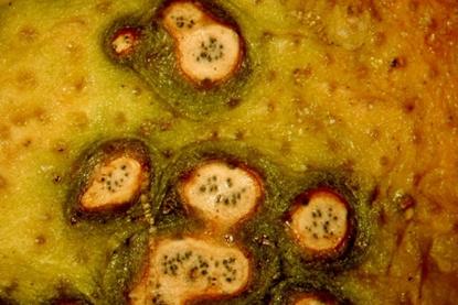 Citrus_Black_Spot