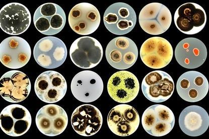 Low-Res_Fungal_cultures_Project_REMEDY_by-ana-gubenšek