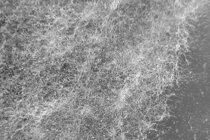 Botrytis_cinerea-NW-JS-1