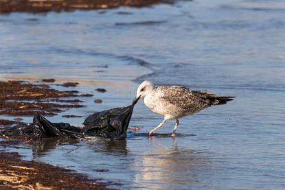 seagull-8318516_1280 copy