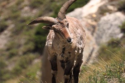 Bharal_in_the_Wild