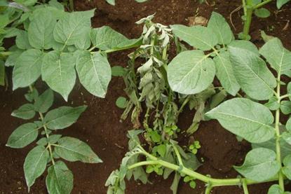 Low-Res_Amilcar Sanchez - wilted potato.jpg