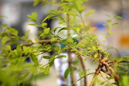 Low-Res_Plant research 2026 01 08