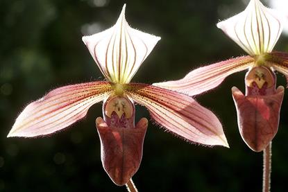 Paphiopedilum_purpuratum_Orchi_2012-10-17_015