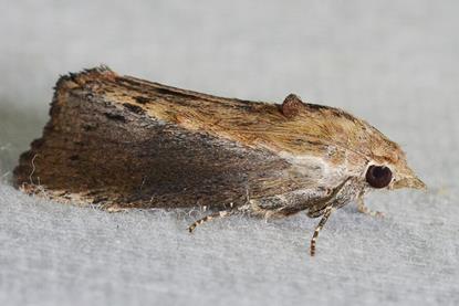 Greater Wax Moth