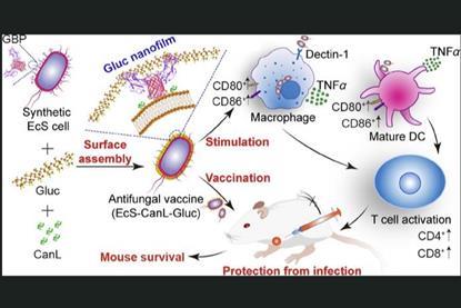 E coli