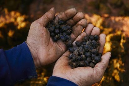 Black_Ivory_coffee_beans