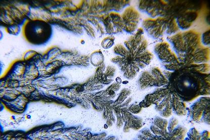 Microscope_view_of_Bacillus_subtilis_5