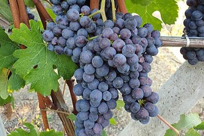 Uva_Nebbiolo