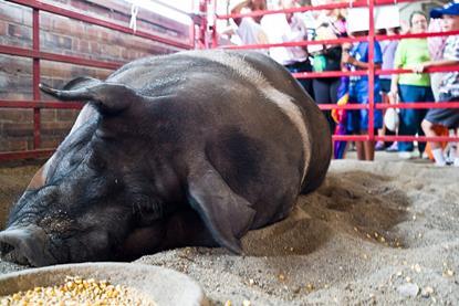 2014_Iowa_State_Fair_(14856822146)