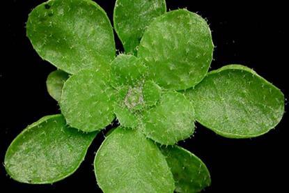 Arabidopsis_thaliana_rosette