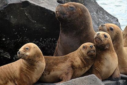 Sealionharem