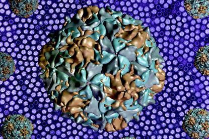 Poliovirus_and_Picornavirus_-_3112