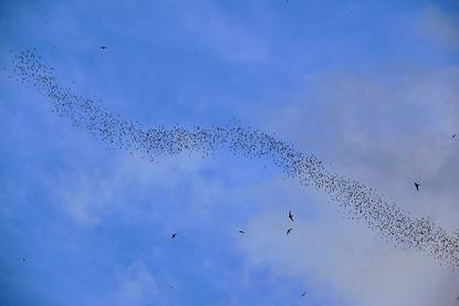 Wrinkle-lipped_Free-tailed_Bats_(Chaerephon_plicatus)_out_of_Deer_Cave_(6761236185)