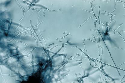 Streptomyces