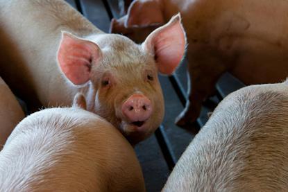 pexels-nc-farm-bureau-mark-2252541