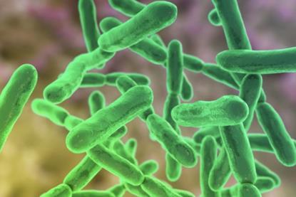 Bifidobacteria